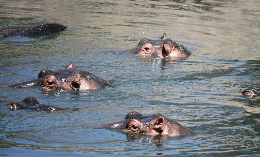 Hippos in the Talek River, Maasai Mara