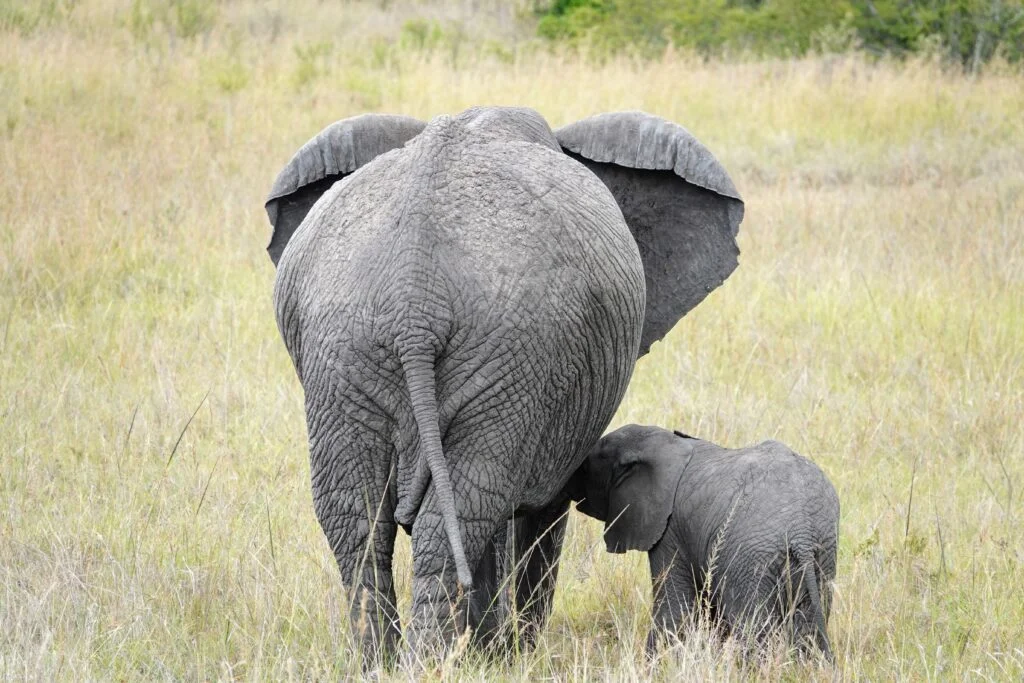 A mother elephant nursing her baby.