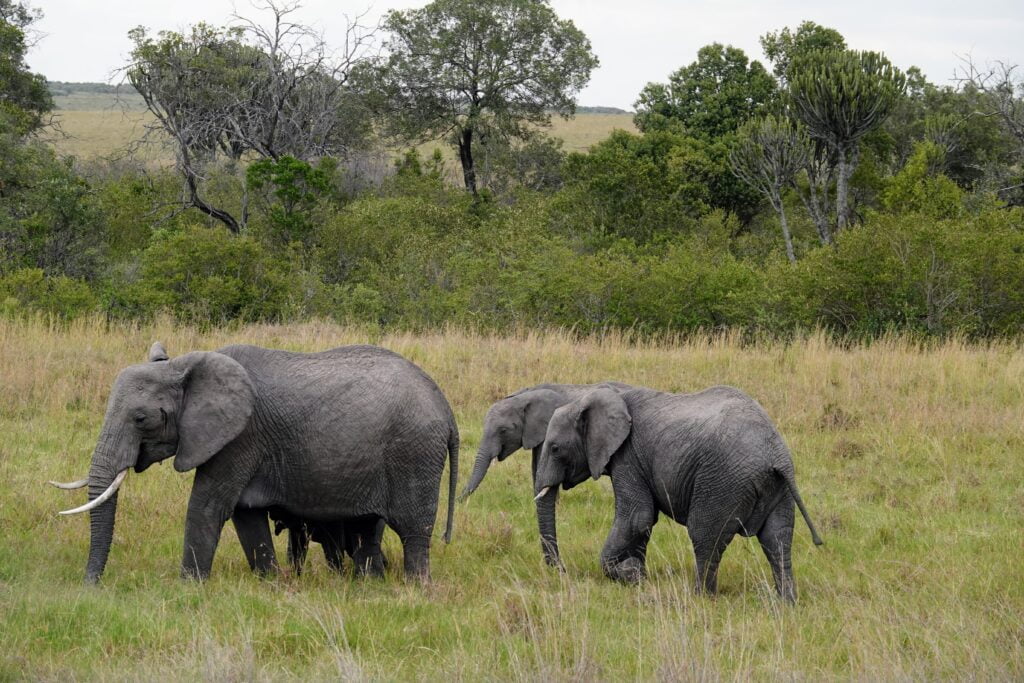 A mother elephant gracefully guiding her three adorable offspring through the breathtaking beauty of the Maasai Mara.