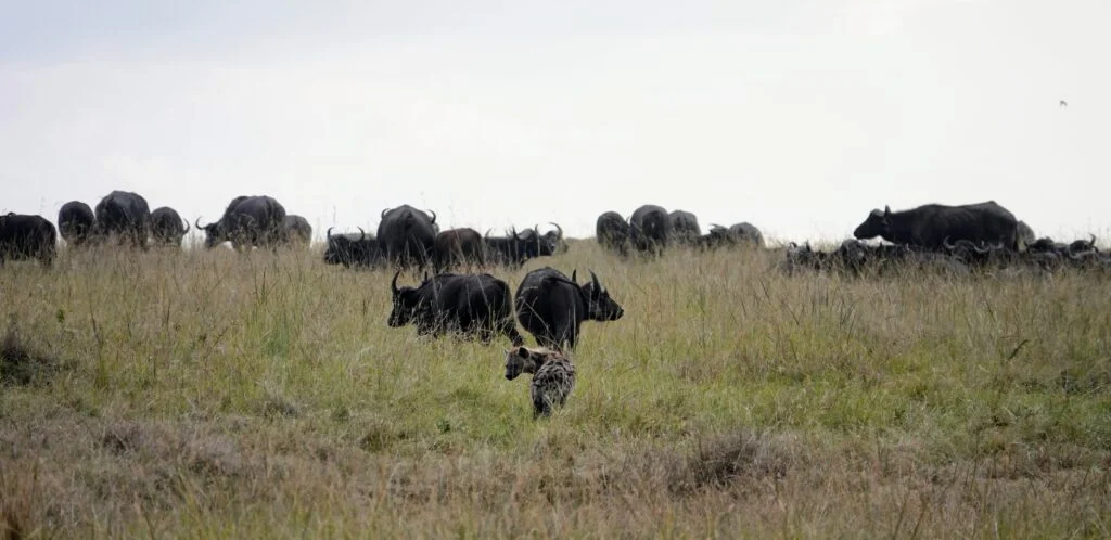 A hyena cautiously approaches a herd of buffalos at the Maasai Mara.