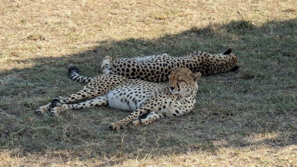 Cheetah in Maasai Mara