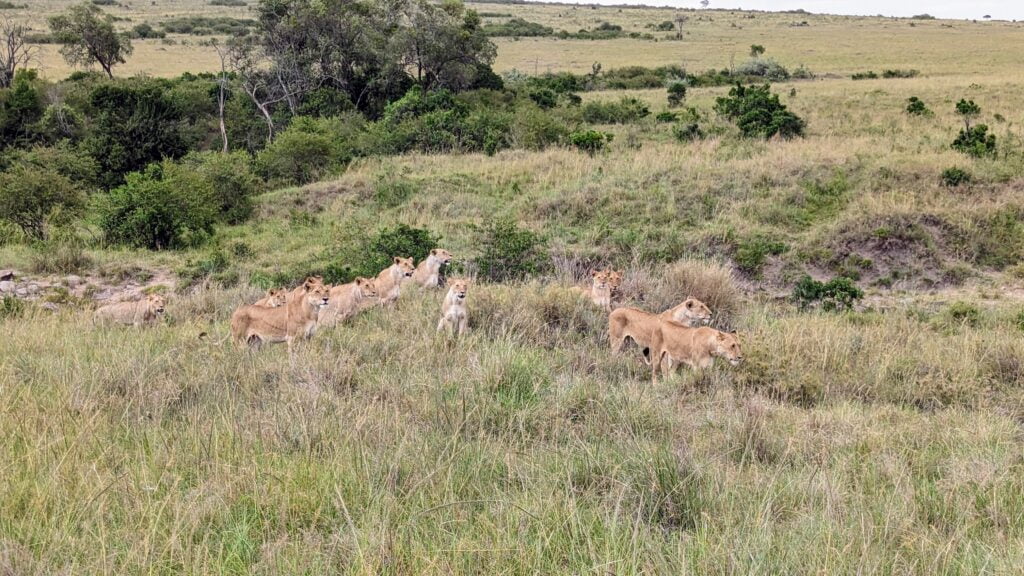Lions in the Masai Mara