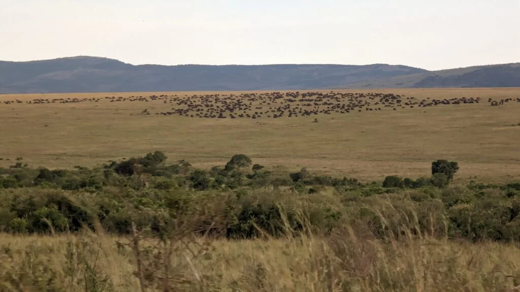 Herd of buffaloes in the Maasai Mara