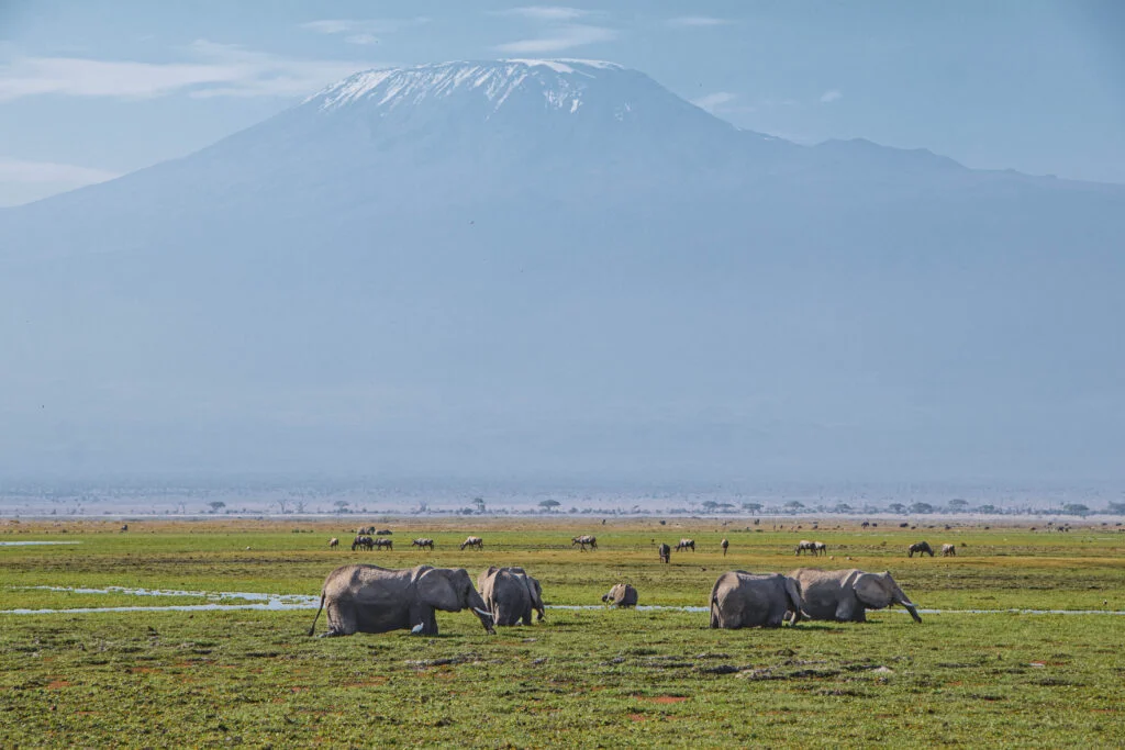 Elephant herd in front of Mount Kilimanjaro