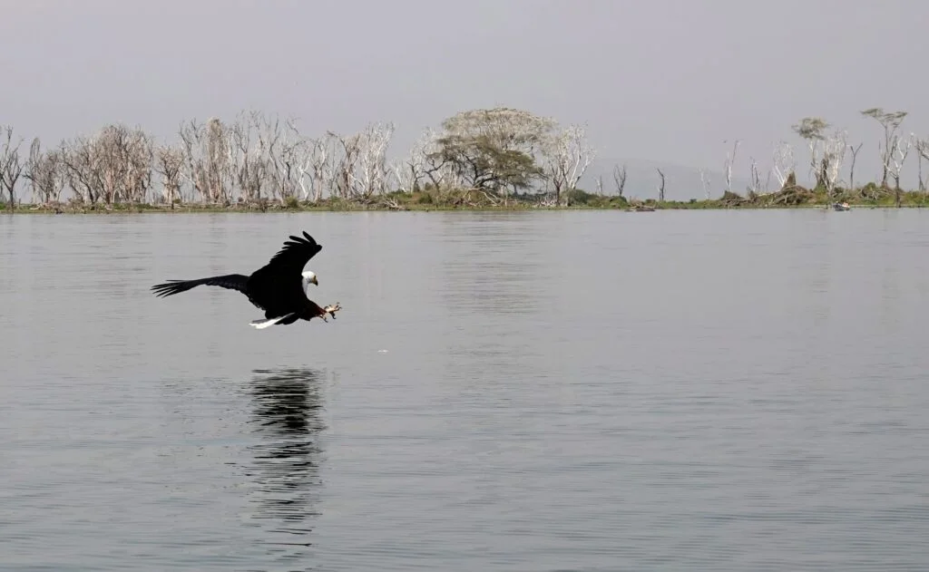 Aigle-pêcheur au lac Naivasha