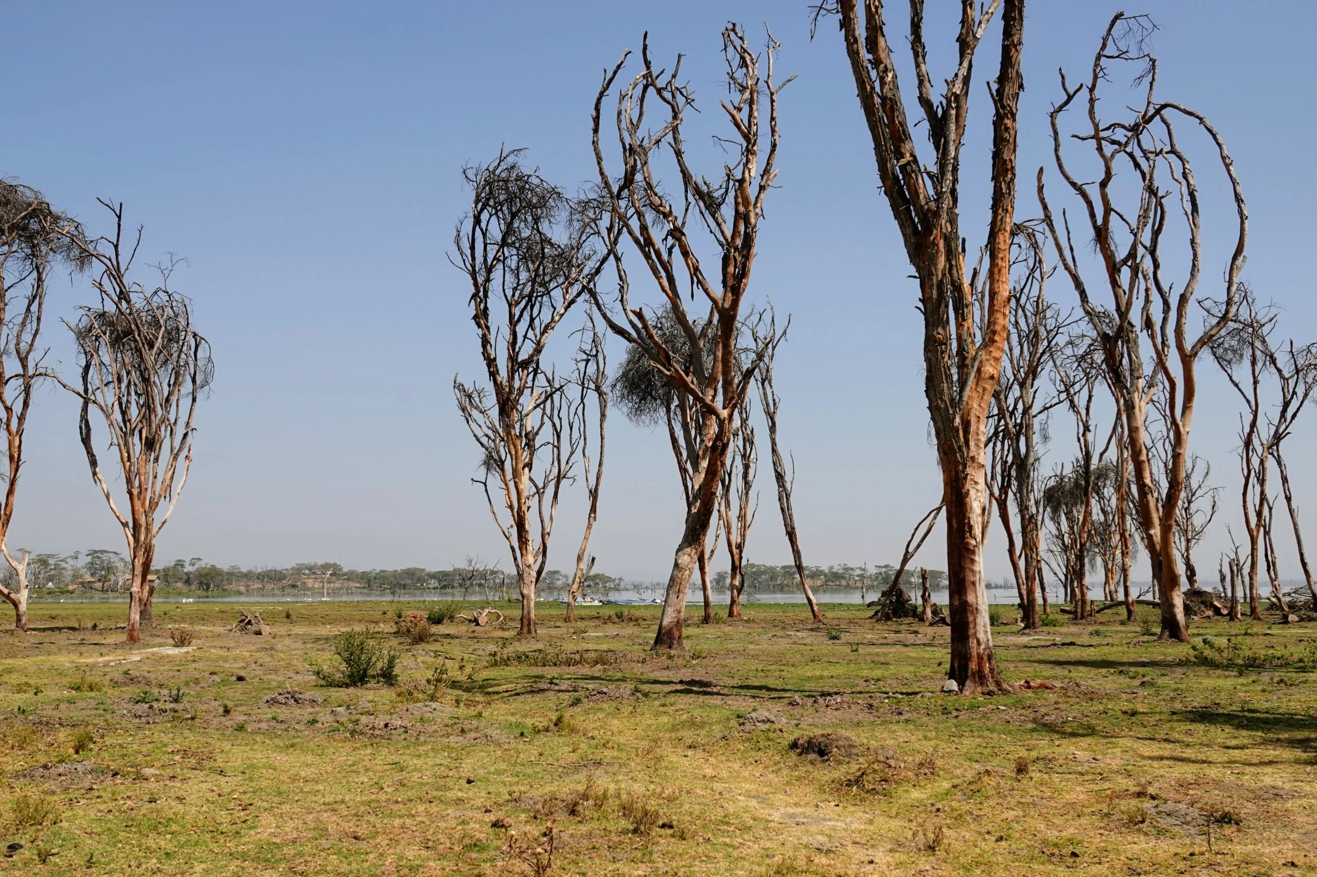 Rives du lac Naivasha