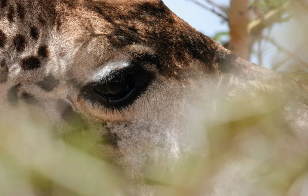 À proximité des girafes au Sanctuary Farm