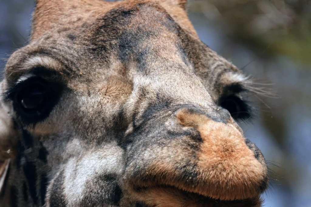 À proximité des girafes au Sanctuary Farm