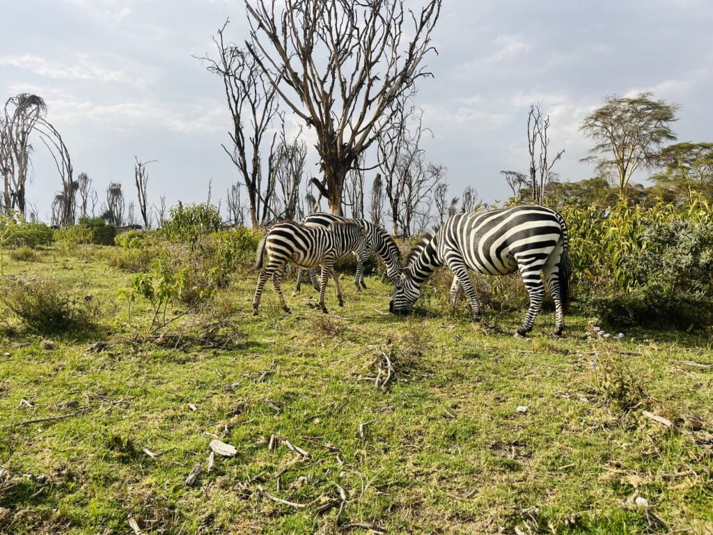 Zèbres sur les rives du lac Naivasha